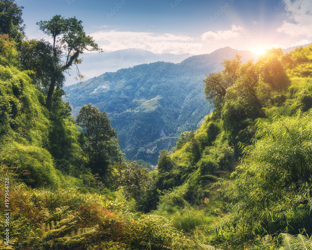 Fototapeta premium Tropikalny las z zielenią na górze o zachodzie słońca latem. Kolorowy krajobraz z dżunglą w górach, złote światło słoneczne, błękitne niebo z chmurami. Nepal. Podróżuj po Himalajach. Drzewa na wzgórzu
