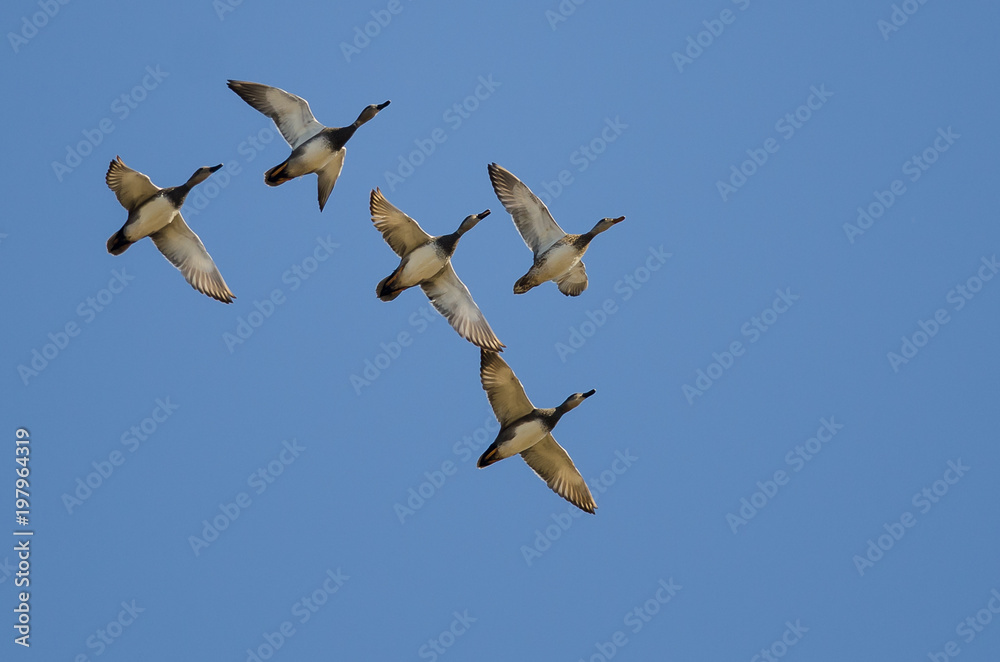 Small Flock of Gadwall Flying in a Blue Sky