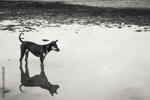 Dogs on the arid waters.