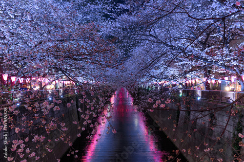 Cherry blossoms at night in Tokyo