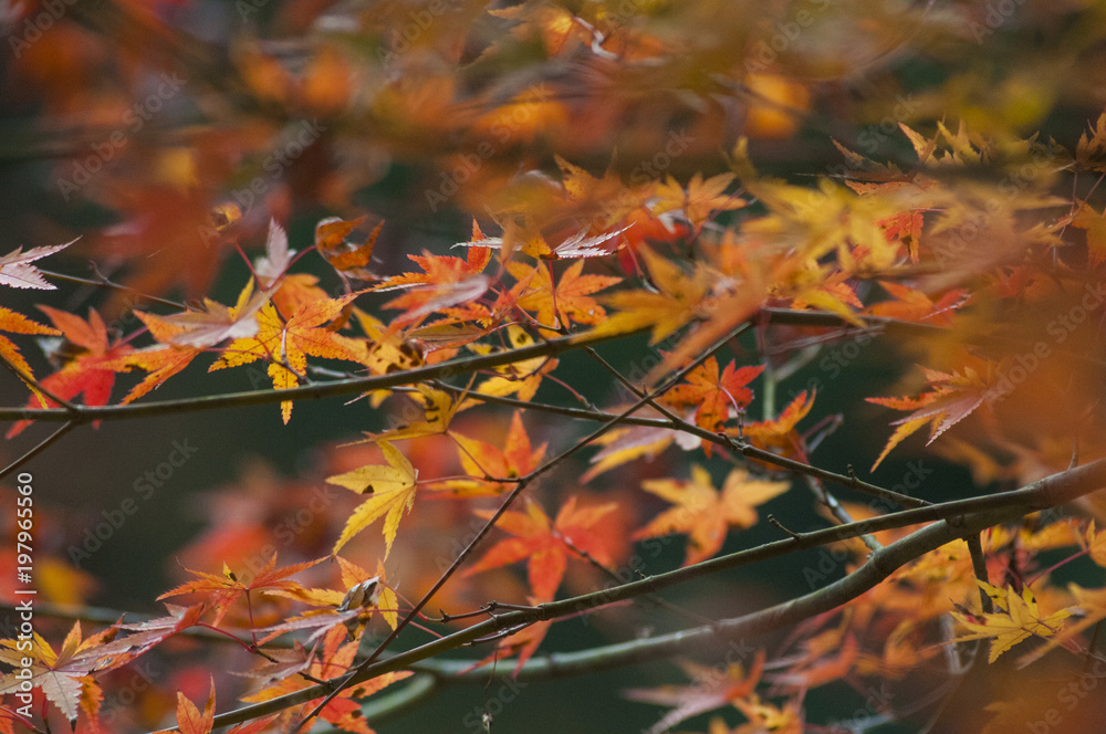 紅葉した葉