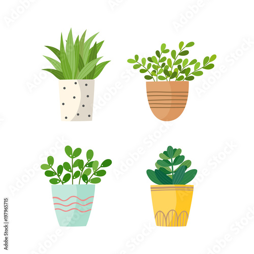 Set of green house plants in pots