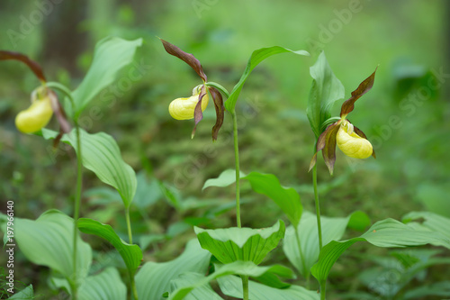 Blooming lady's-slipper orchids, Cypripedium calceolus