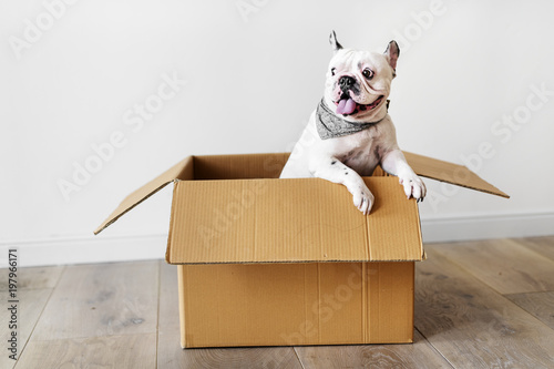 Closeup of French bulldog in a box