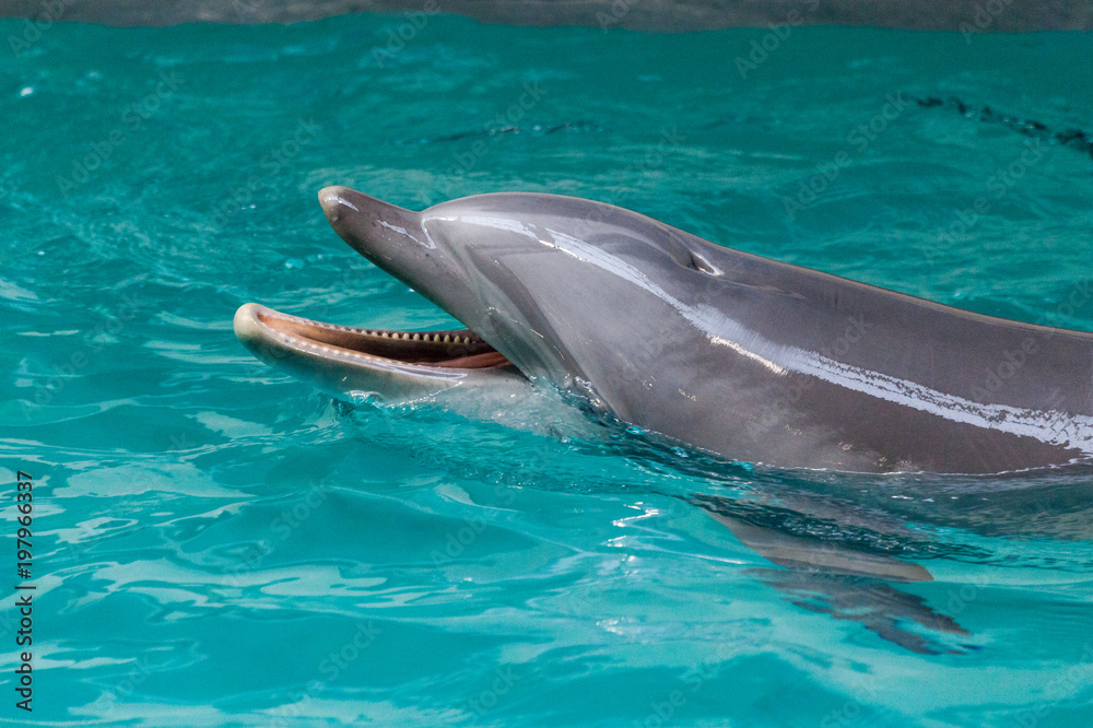 Obraz premium W dużym basenie pływa delfin
