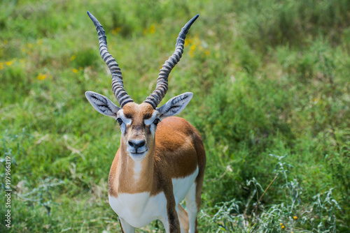 Fossil rim 2