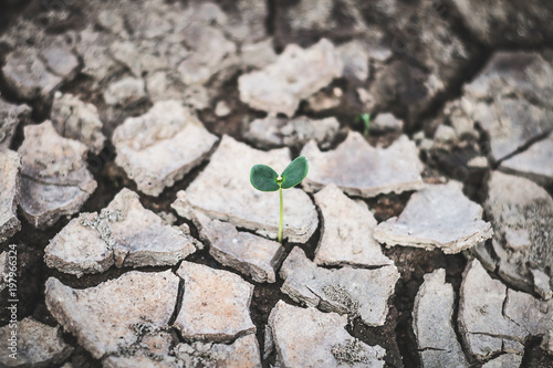 Growth of trees in drought, Living with tree drought.