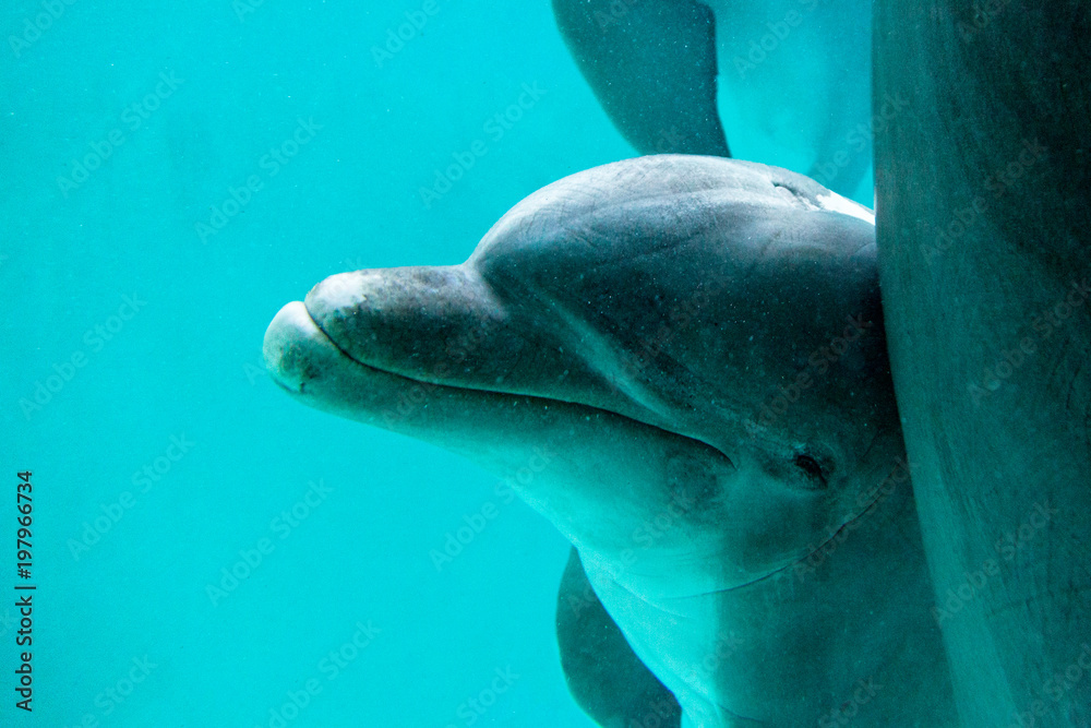 Naklejka premium W dużym basenie pływa delfin