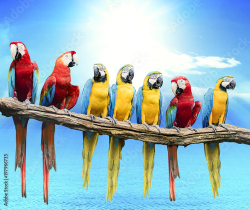 flock of red and blue yellow macaw purching on dry tree branch isolated white background