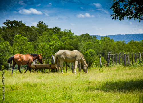 horse, caballos