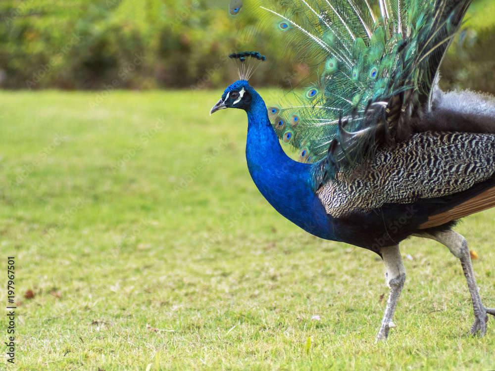 Fototapeta premium Peacock on the green lawn
