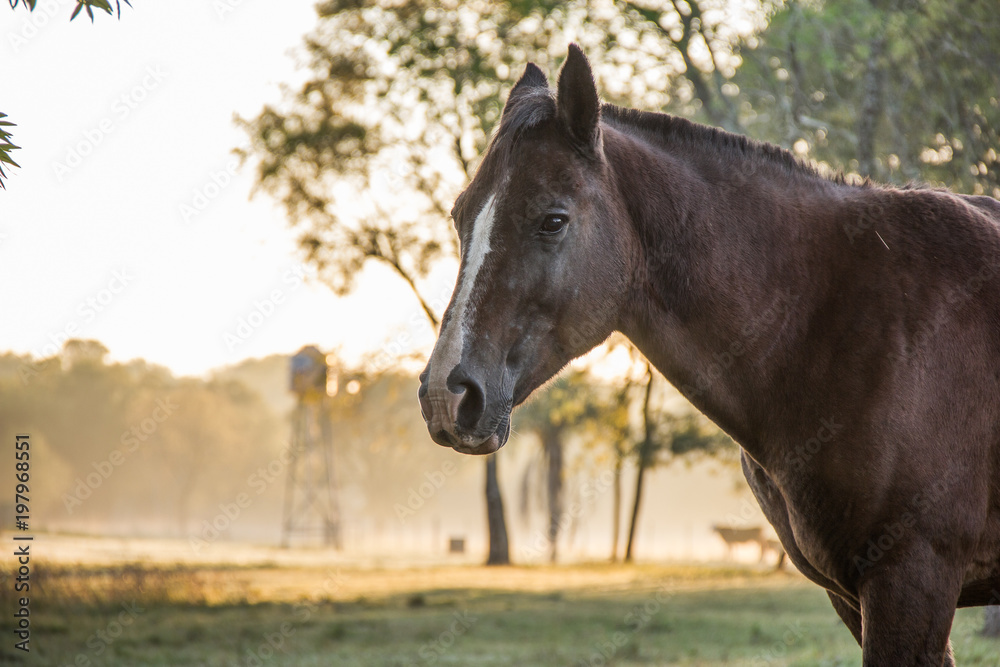 Caballo, molino Caballo, molino