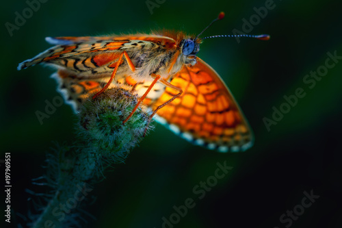 A beautiful butterfly, a blurred background. Clossiana selene in the natural environment. Close-up.