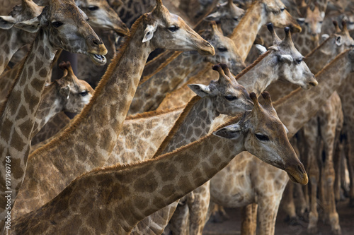 flock of african giraffe on sawanna field