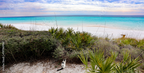 Cat on beach by ocean in seaside florida