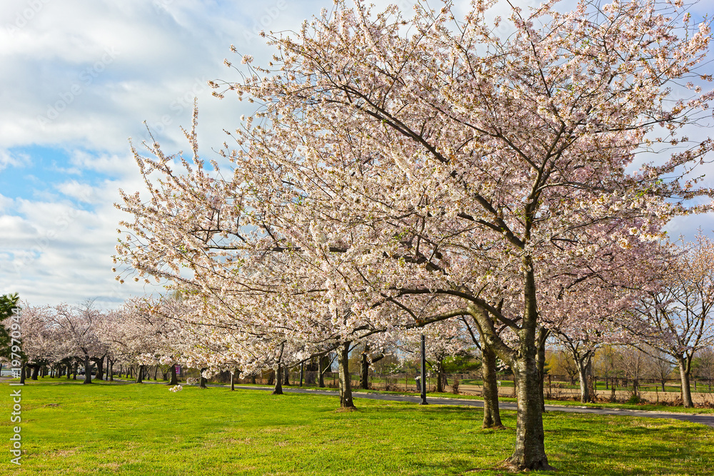 Blossoming cherry trees at East Potomac Park in Washington DC, USA. Flowers abundance on mature cherry trees in spring. Blossoming cherry trees at East Potomac Park in Washington DC, USA. Flowers abundance on mature cherry trees in spring.