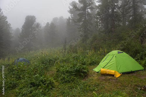 Tourist tents in the fog in forest. Altai Krai.