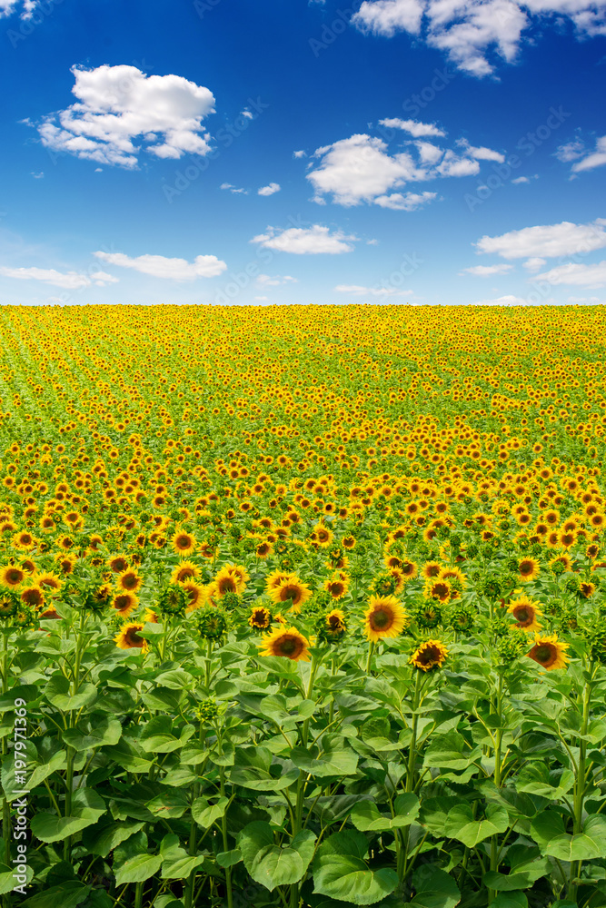 Photo of sunflower field with sky and clouds at summer Photo of sunflower field with sky and clouds at summer