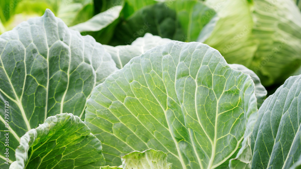 Close up of green cabbage in a vegetable garden. Close up of green cabbage in a vegetable garden.
