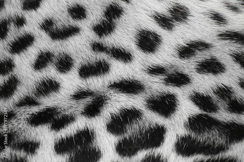 Photography White leopard print