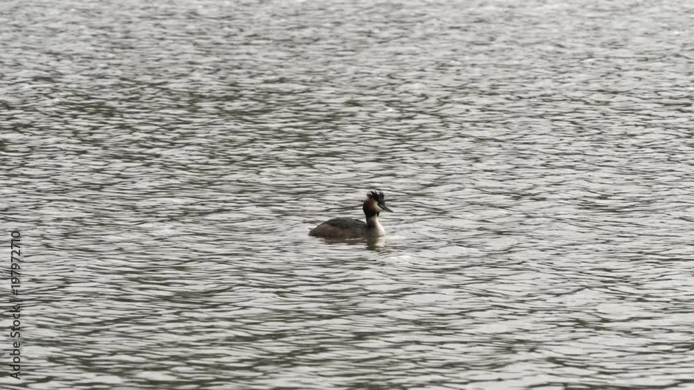 Great crested grebe (Podiceps cristatus) swimming on a lake on a dull spring day Great crested grebe (Podiceps cristatus) swimming on a lake on a dull spring day