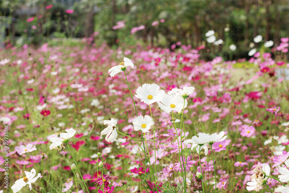 Cosmos of dries in summer. Cosmos of dries in summer.