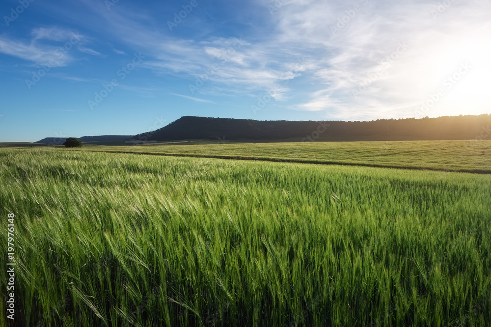 Field of wheat in the morning. Composition of nature