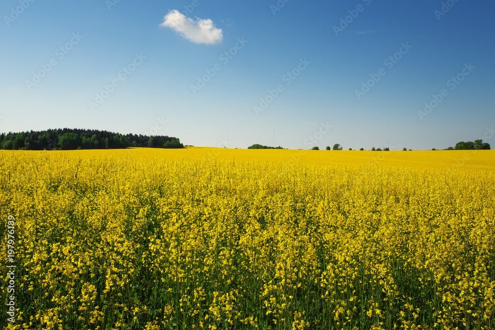 Beautiful landscape with field of yellow canola (Brassica napus L.) and blue sky Beautiful landscape with field of yellow canola (Brassica napus L.) and blue sky