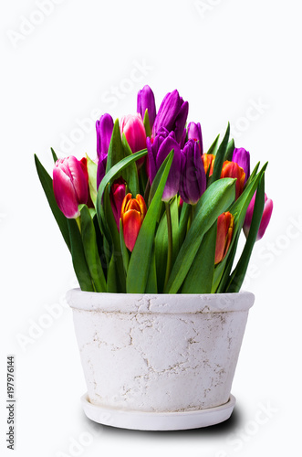 Bouquet of multicolored tulips
