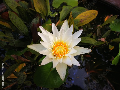 The White lotus in bath. On the water in bath has once of white lotus flower. The white lotus has blooming in spring of Thailand. © yukiphotohunt