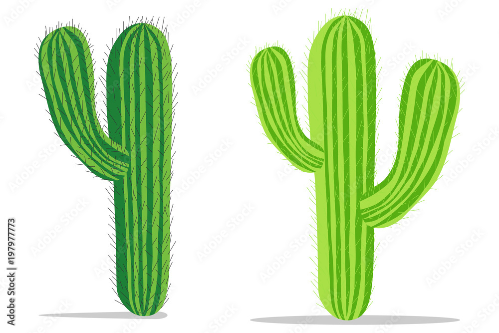 Cactus, realistic green cacti with spines. Cactus with shadow. Cactus, realistic green cacti with spines. Cactus with shadow.