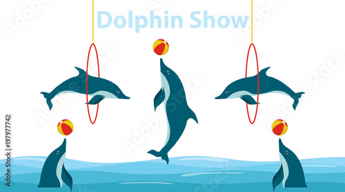 Dolphin show, dolphins jump over the ring and throw the ball.
