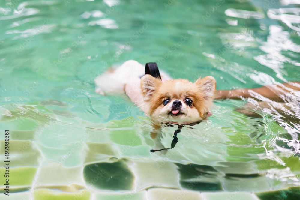Pomeranian dog wear life jacket and swim in swimming pool , dog exercise,  rehabilitation for canine arthritis, summer activity of family, healthy pet  concepts. Stock-Foto | Adobe Stock