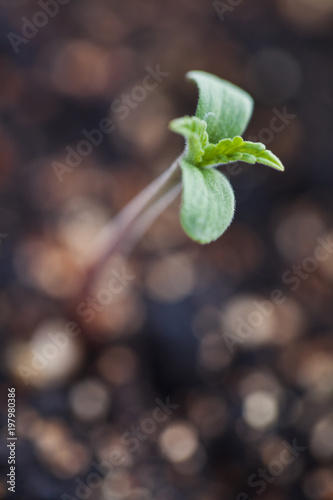 sprout hemp cannabis plant