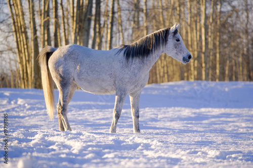 Gray Horse Mare standing in the snow at pasture, warming up on sunny winter day.