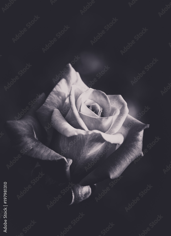 Naklejka premium Róża zamknięta na fotografii czarno-białej