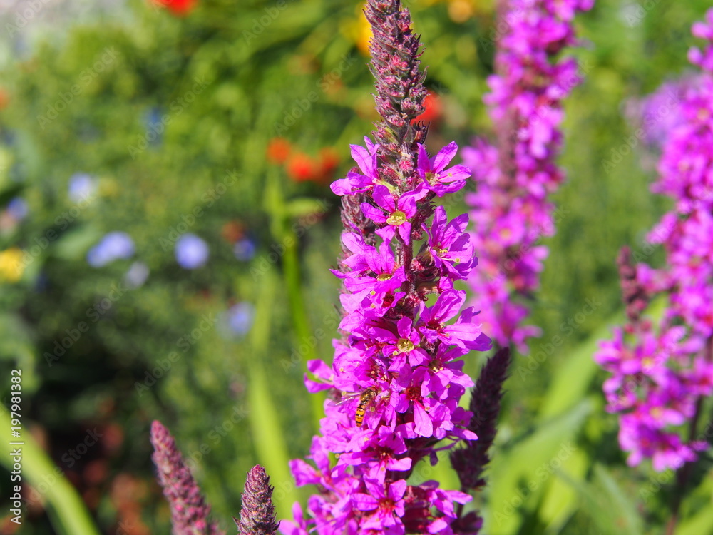 Obraz premium Lythrum salicaria - purple loosestrife, spiked loosestrife, purple lythrum