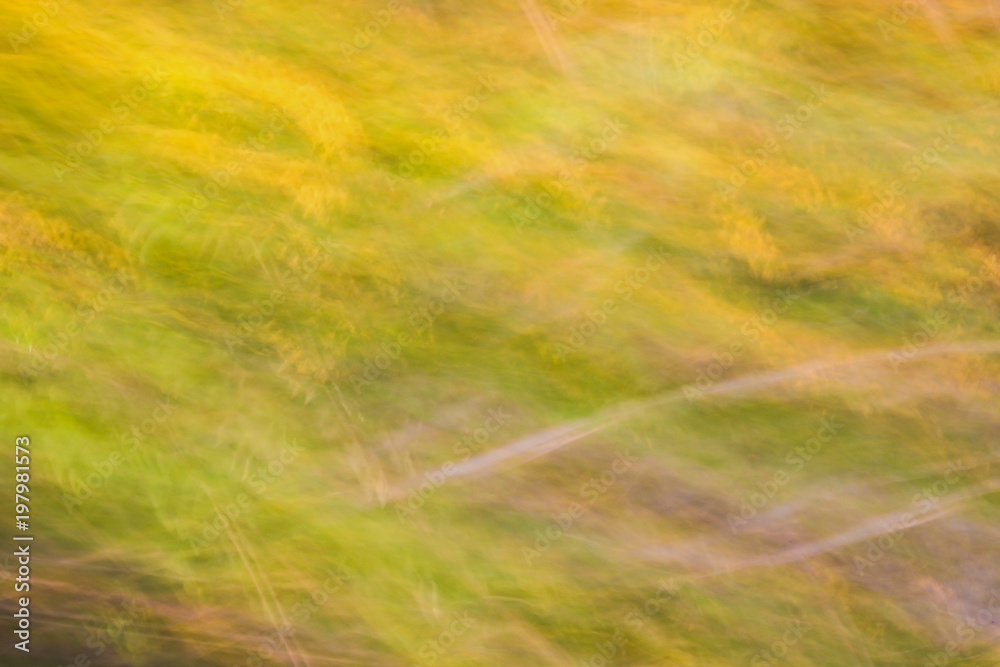 Blurry images of green leaves. Background and surface concepts Blurry images of green leaves. Background and surface concepts