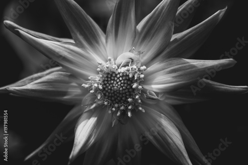 Fototapeta Naklejka Na Ścianę i Meble -  Dahlia  closed up on Black and white photography
