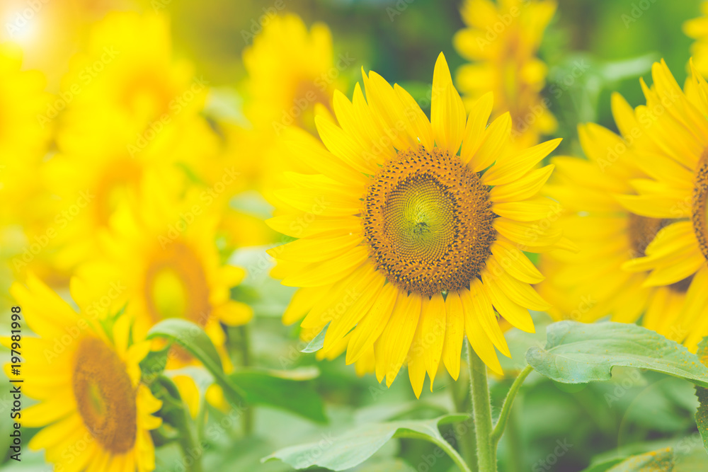 Sunflowers in the field with sunlight in the morning. Sunflowers in the field with sunlight in the morning.