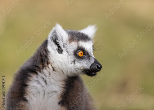 Lemur © AB Photography