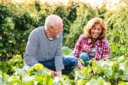 Cuadro en lienzo Senior couple gardening in the backyard garden.
