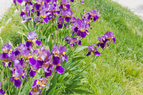 Fototapeta Naklejka Na Ścianę i Meble -  Flowering irises on background of grass at selective focus