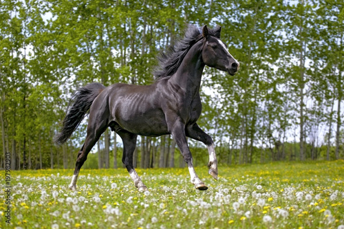 Beautiful black Arabian Stallion galloping on spring meadow.