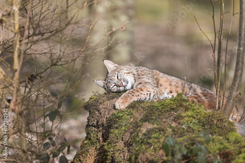 Photography Lynx Animal
