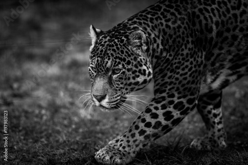 Jaguar © AB Photography