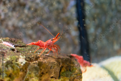 エビ・アクアリウム・キャメルシュリンプ・スザクサラサエビ・熱帯魚 photo