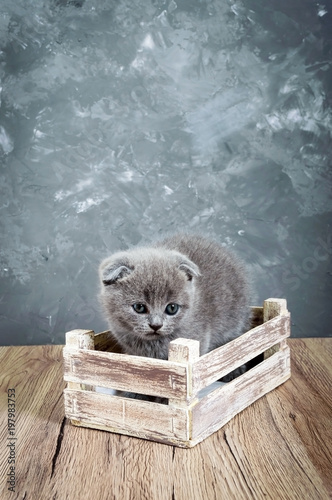 Fototapeta Naklejka Na Ścianę i Meble -  A small gray Scottish Fold kitten sits in a wooden box. The kitten was frightened. Vertical view