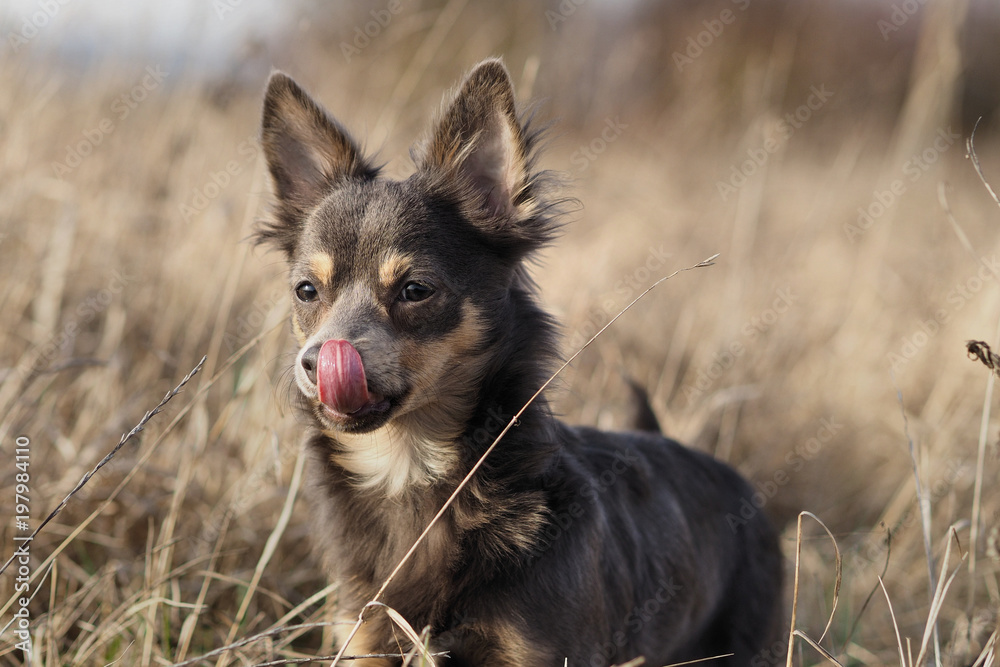 Fototapeta premium Portrait Hund im hohen vertrockneten Grass und leckt sich das Maul