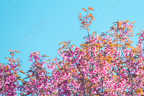 Cherry flower Prunus cerasoides,Giant tiger flower.bright pink flowers of Sakura in 